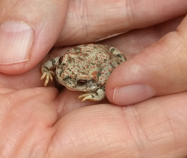 Tiny toad at AA7FV, click to enlarge picture